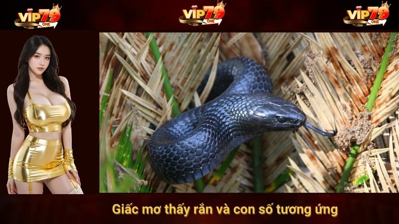 Giấc mơ thấy rắn và con số tương ứng